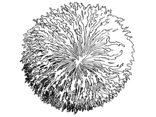 Chicorées frisées et scaroles