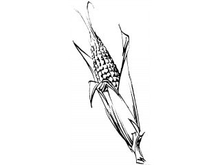 Maïs à grains