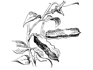 Aspergeerwt