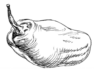Poivron doux