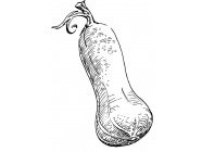 Courge Musquée