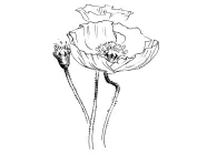 Papaver