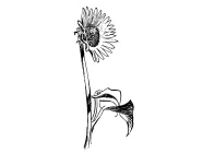 Tournesol