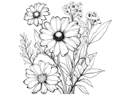 Andere eenjarige bloemen