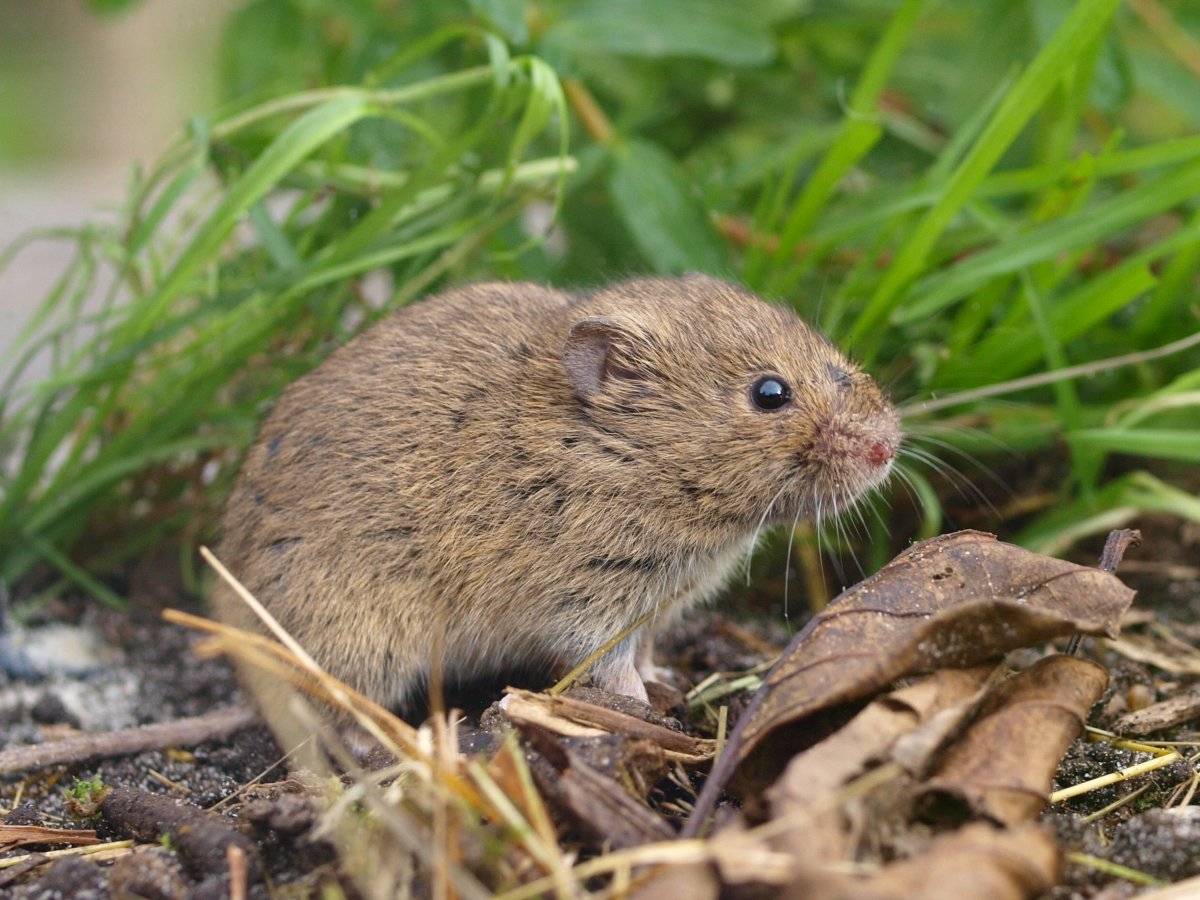 Le rat d'égout, rat des champs ou surmulot, un rongeur peu apprécié