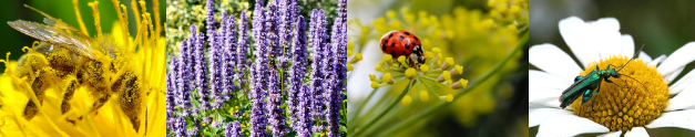 Planten voor bijen en andere nuttige insecten in de tuin