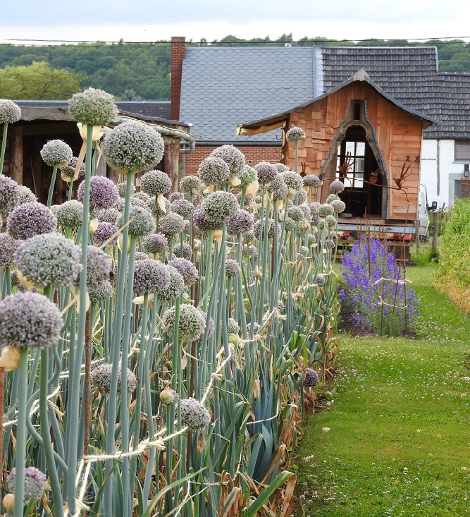 Poireaux en graines