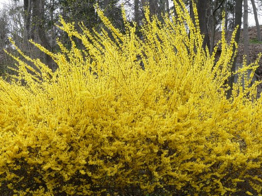 Semez avec les fleurs - Forsythia.JPG