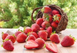 culture-fraises-plantations-fraisiers-astuces-culture-belgique-france