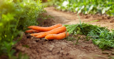 carotte dans un potager