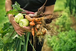 quand-planter-legumes-hiver-automne-printemps-ete-conseils-france-belgique