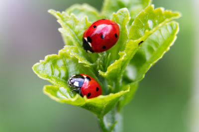 Coccinelles sur une feuille cherchant des pucerons