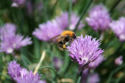 IMG-ACTU-attirer-abeille-jardin-plantes-melliferes.jpg