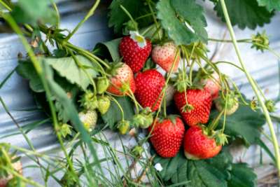 fraisier qui pousse dans un jardin