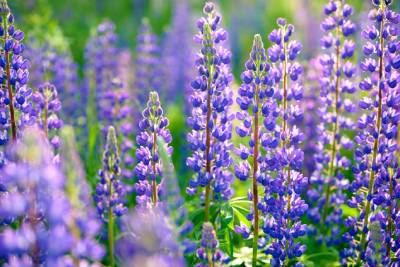 Champ de lupins