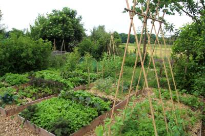 Les bases de la permaculture dans le potager