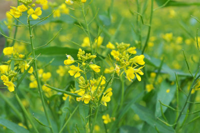 Planter des engrais verts au potager