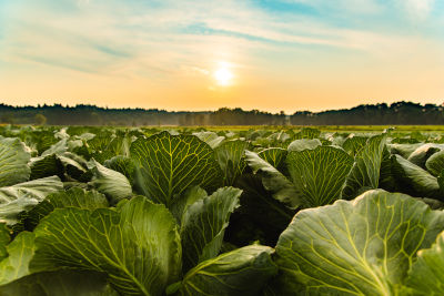 Légumes de Bourgogne-Franche-Comté