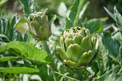 Légumes de Picardie