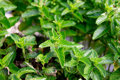 Plantes aromatiques au potager