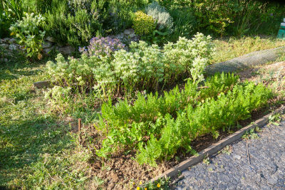 Plantes compagnes au potager