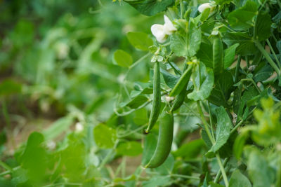 Potager en juillet et août