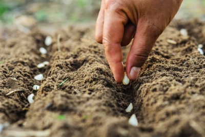 Graines plantées dans un potager