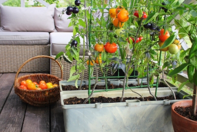 Découvrez quelques conseils pour réussir ses plantations en jardinière sur Paris avec Semaille