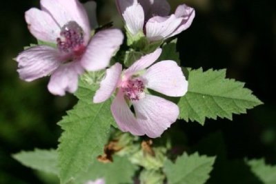 Guimauve, plantes médicinale