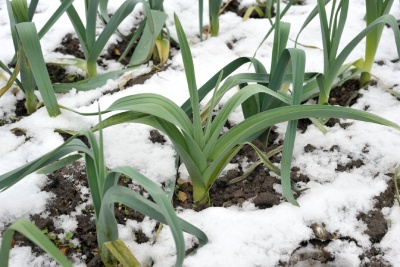 Semailles vous explique comment avoir un potager prospère toute l'année