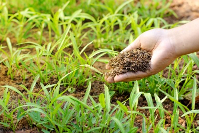 Engrais vert pour enrichir le sol du jardin