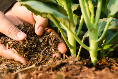 Engrais vert pour améliorer la qualité du sol