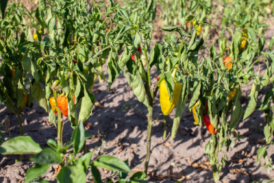 Limiter les dégâts de la sécheresse sur le potager