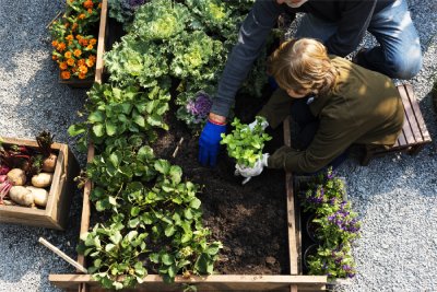 Pour faire un potager, il faut un sol riche et adapté à la culture