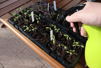 Semailles vous présente les différentes façons de semer au jardin