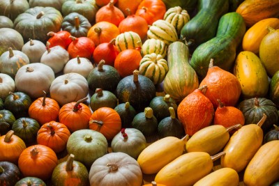 Semailles vous présente les différentes familles de courges