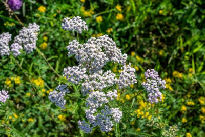 Semailles vous explique pourquoi avoir des fleurs sauvages dans son jardin