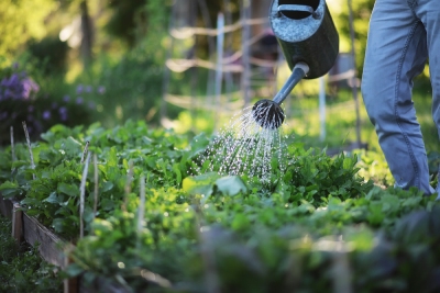 Arrosage d'un potager avec un arrosoir en métal