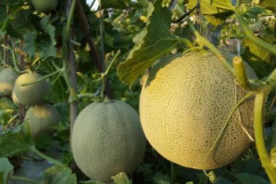 Plantation de melons