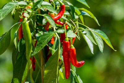 Plantation de piments