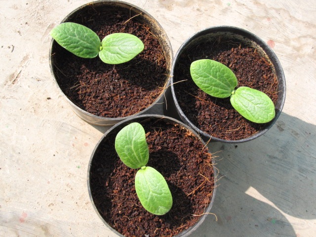 Des Courgettes : Quand Planter et Comment Cultiver
