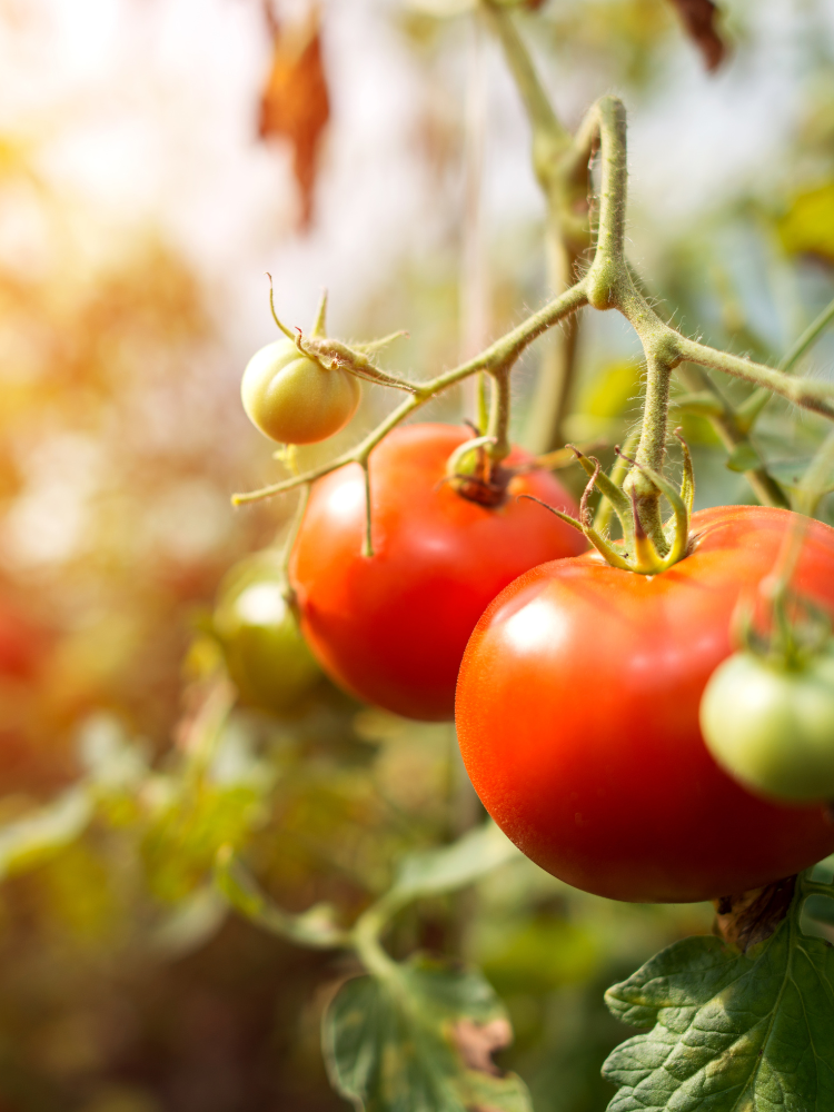 Comment choisir ses variétés de tomates bio ?