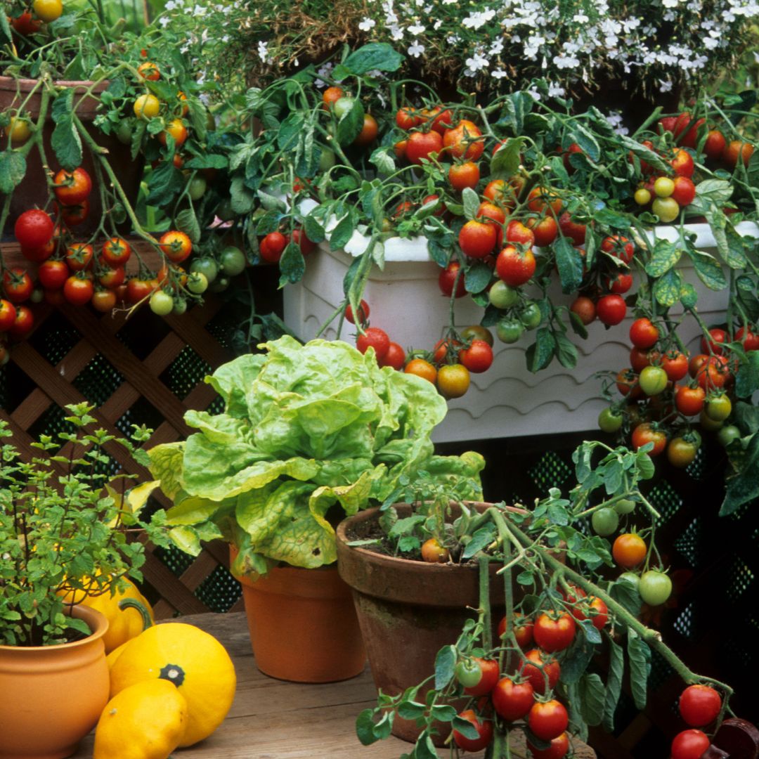 Potager sur mon balcon